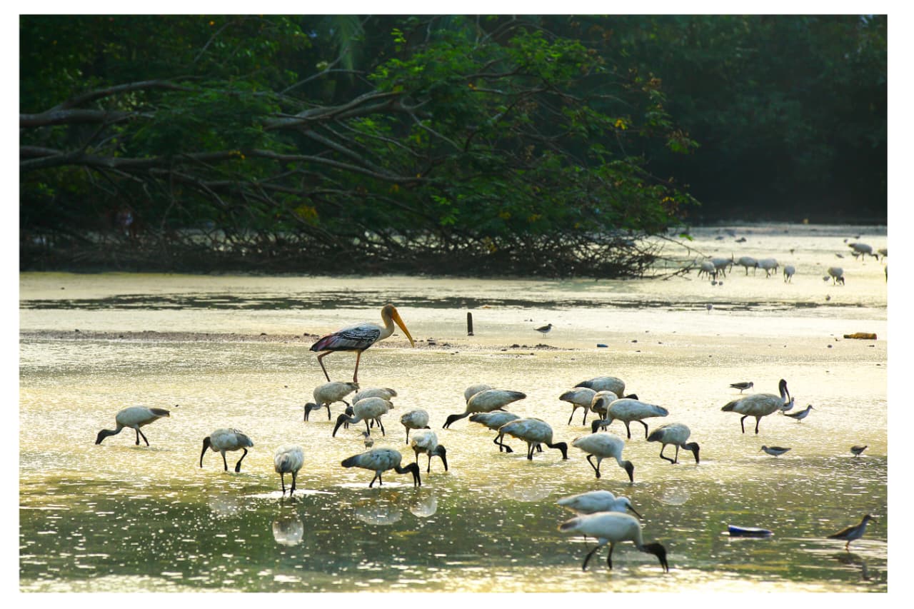 VALANTHAKADU ISLAND