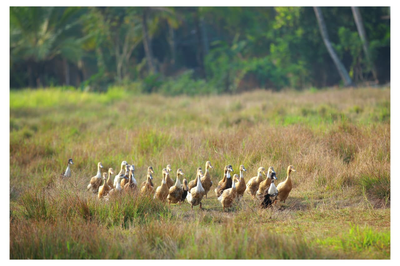 VALANTHAKADU ISLAND
